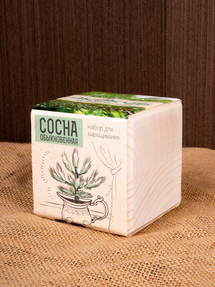 Набор для выращивания «Экокуб», сосна — изображение 4